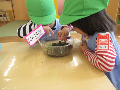 だんごむしさんこんにちは〜♪